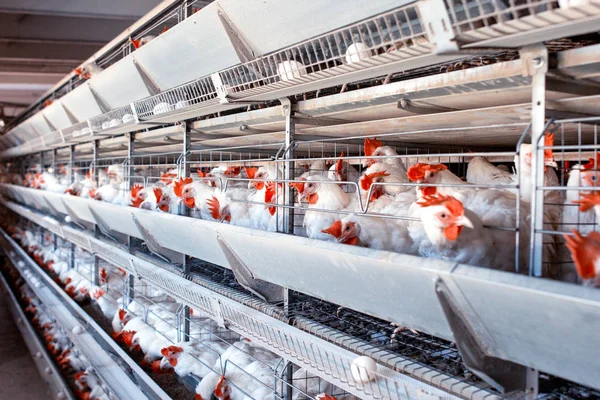 Granja avícola para la cría de pollos, huevos de pollo pasan por el transportador, pollos y huevos, industria, agricultura — Foto de Stock