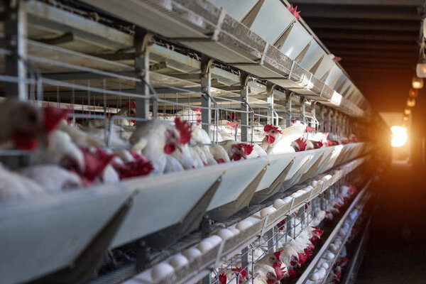 Poultry farm for breeding chickens, chicken eggs go through the transporter, chickens and eggs, industry, farming