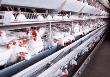 Tavuk çiftliği tavuk doğurmak için tavuk yumurtası git ışınlama, tavuk ve yumurta, sanayi, tarım
