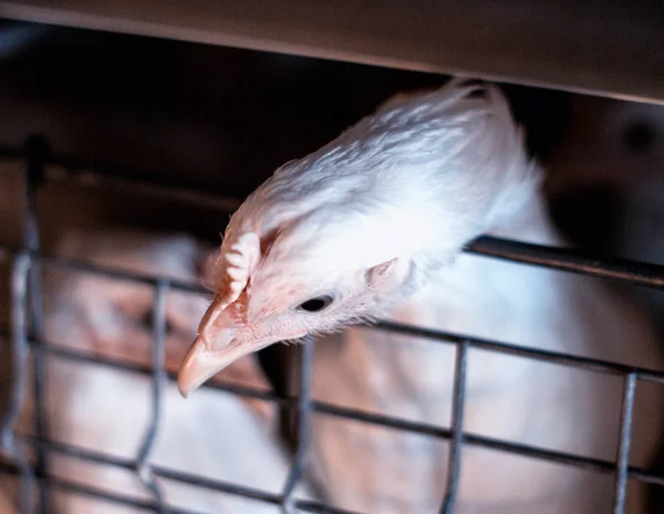 Un pollo de engorde joven se sienta en una jaula al aire libre en una granja avícola, de cerca — Foto de Stock
