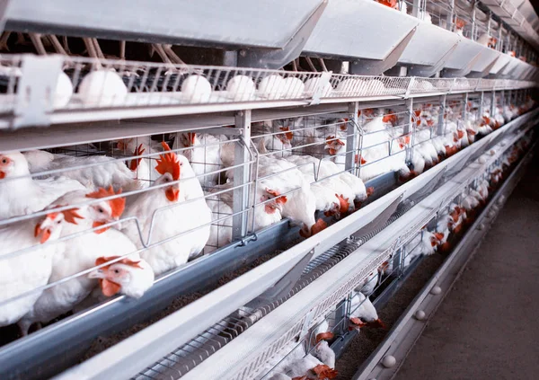 Granja avícola para la cría de pollos, huevos de pollo pasan por el transportador, pollos y huevos, industria, agricultura — Foto de Stock