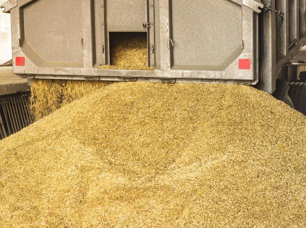 A truck unloads grain at a grain storage and processing plant, a grain storage facility, unloading corn production