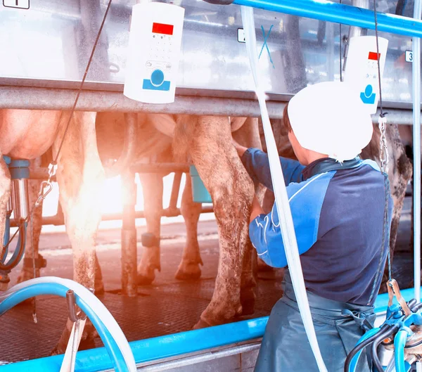 A milkmaid girl connects modern equipment for milking a cow, produces milking cows, the sun, milker — Stock Photo, Image