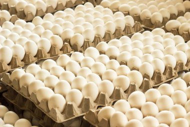 Bir sürü tavuk yumurtası kasetlere, tavuk yumurta, sıralama gıda