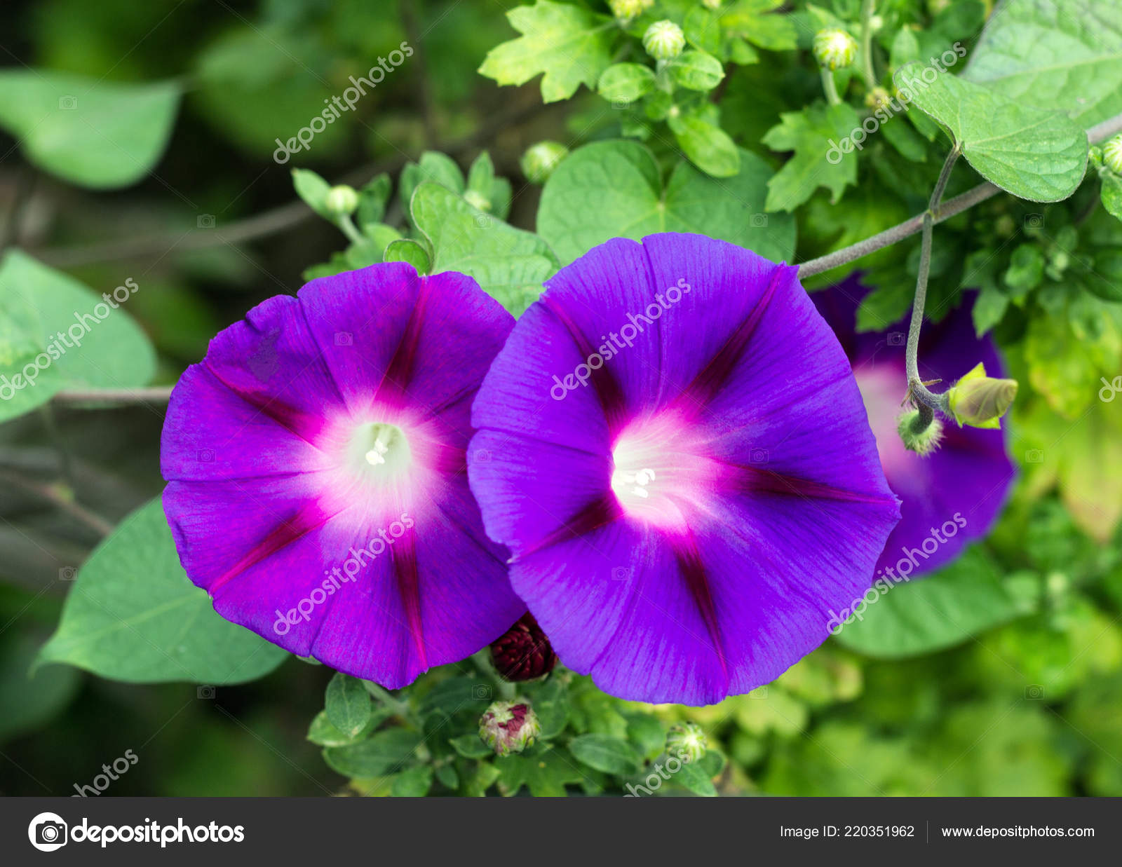 Two gorgeous flowers morning-glory, close-up, ipomoea, convolvulus ...