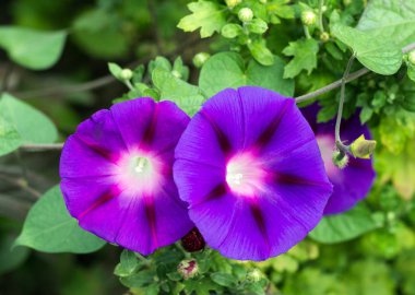 İki muhteşem çiçek sabah-şan, yakın çekim, Ipomoea, convolvulus çiçek
