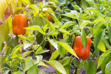 turuncu biber büyüyen bir bahçe yatak, vitamin, bitkisel, tarım