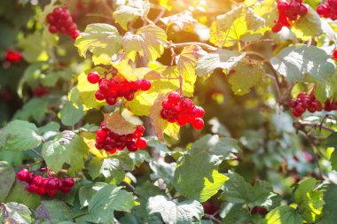 Bush kartopu meyveleri kırmızı ışıklı güneş, yakın çekim, vitamin, tarafından halk tıbbında kullanın kartopu