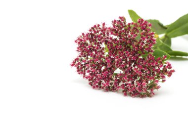 Beyaz arka plan, izole, yakın çekim, kırmızı renk hendek stonecrop, çiçeği çiçek hendek stonecrop