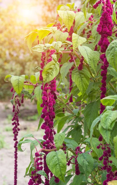 A large plant and a red amaranth flower, large blooming red amaranth braids dangle against the background of the sun, botanical