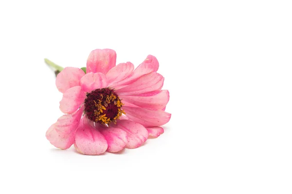 Zinnia de flor rosa sobre fondo blanco, aislado, primer plano, zinnia rosa, fondo blanco —  Fotos de Stock