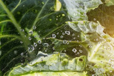 Su lahana, yakın çekim, cole yağmur damlaları ile örümcek ağı