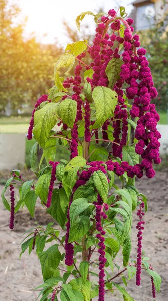 A large plant and a red amaranth flower, large blooming red amaranth braids dangle against the background of the sun