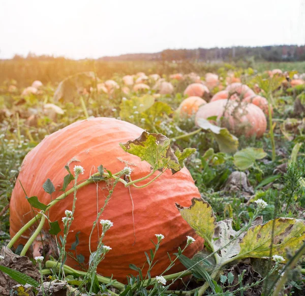 Calabazas grandes que yacen en el campo de otoño, primer plano, calabaza — Foto de Stock