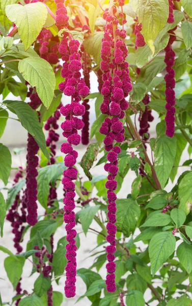 A large plant and a red amaranth flower, large blooming red amaranth braids dangle against the background of the sun, decorative