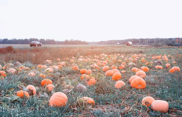 Campo con calabazas de color naranja en el fondo de la carretera con coches, calabaza —  Fotos de Stock