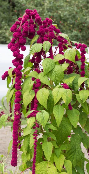 A large plant and a red amaranth flower, large blooming red amaranth braids dangle against the background of the sun, decorative
