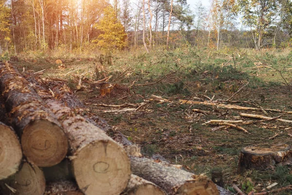 Fighting beetle bark beetles, felling of trees, aids sick and infected trees bark beetle — Stock Photo, Image