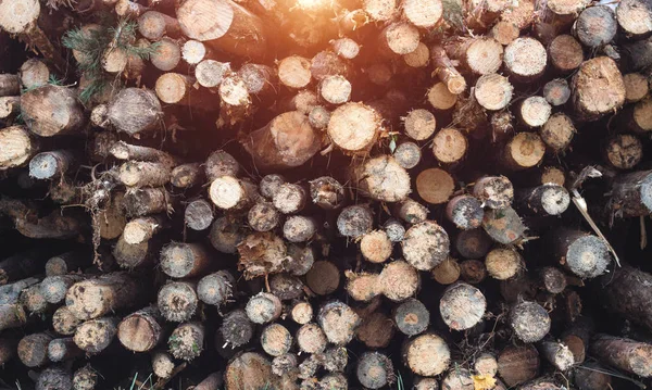 Beteg fák leesett a kéreg bogár, elleni küzdelem az erdei kártevők, a kéreg ütőfa — Stock Fotó
