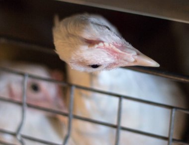 Genç broiler tavuk tavuk çiftliği, yakın çekim, broiler bir açık hava kafeste oturur