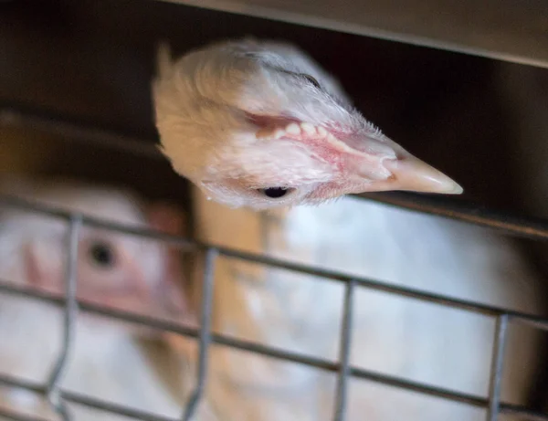 Un pollo de engorde joven se sienta en una jaula al aire libre en una granja de aves de corral, de cerca, de engorde — Foto de Stock