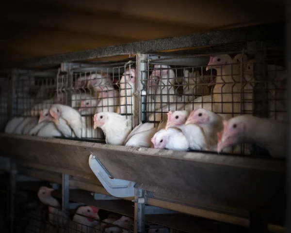 Reproducción de pollos y pollos de engorde, pollos de engorde se sientan detrás de las rejas en la choza, gallinero, industria — Foto de Stock