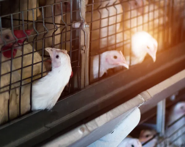 Reproducción de pollos y pollos de engorde, pollos de engorde se sientan detrás de las rejas en la choza, gallinero, poult — Foto de Stock