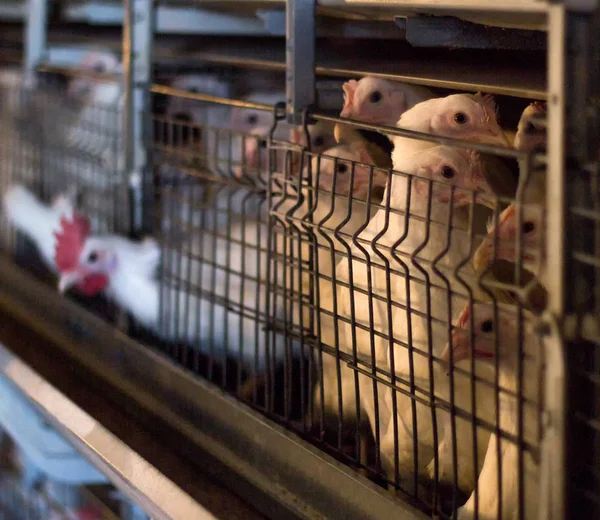 Reproducción de pollos y pollos de engorde, pollos de engorde se sientan detrás de las rejas en la choza, gallinero, poult — Foto de Stock