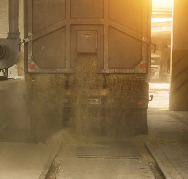 A truck unloads grain at a grain storage and processing plant, a grain storage facility, unloading corn, mill