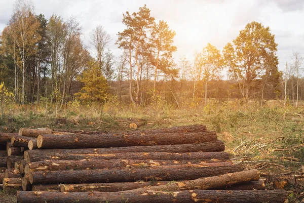 Harci bogár fakérget, kidöntésére fák, aids-beteg és a fertőzött fa kéreg bogár, gyakorlat — Stock Fotó