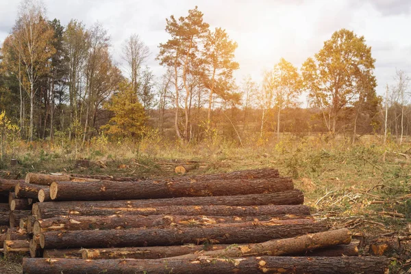 Fighting beetle bark beetles, felling of trees, aids sick and infected trees bark beetle, practice — Stock Image Fighting beetle bark beetles, felling of trees, aids sick and infected trees bark beetle, practice Stock Image