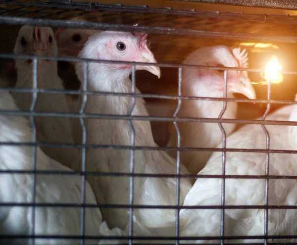 Un pollo de engorde joven se sienta en una jaula al aire libre en una granja avícola, de cerca — Foto de Stock