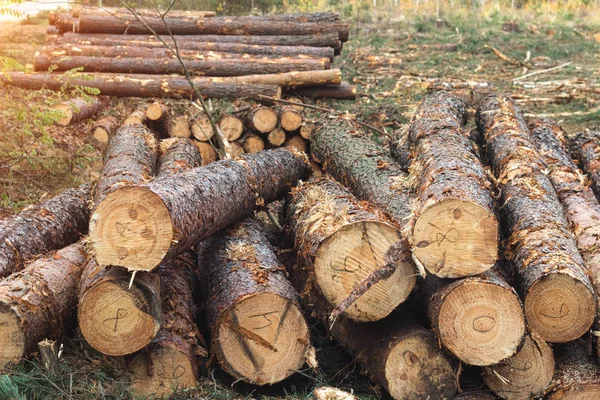 Harci bogár fakérget, kidöntésére fák, aids-beteg és a fertőzött fa kéreg bogár — Stock Fotó