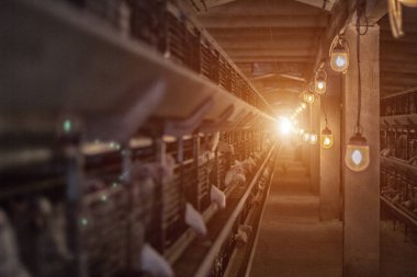 Modern tavuk kümesi hangi broiler tavuk yetiştirilen gıda, tüketim için fabrika