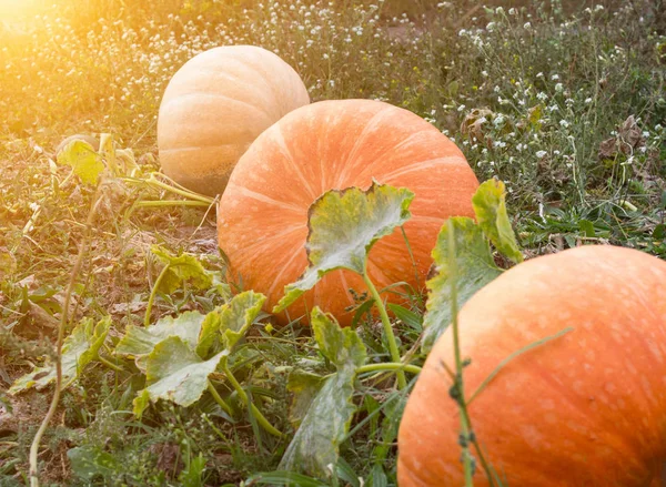 Grandes citrouilles qui se trouvent dans le champ d'automne, gros plan, courge, solaire — Photo