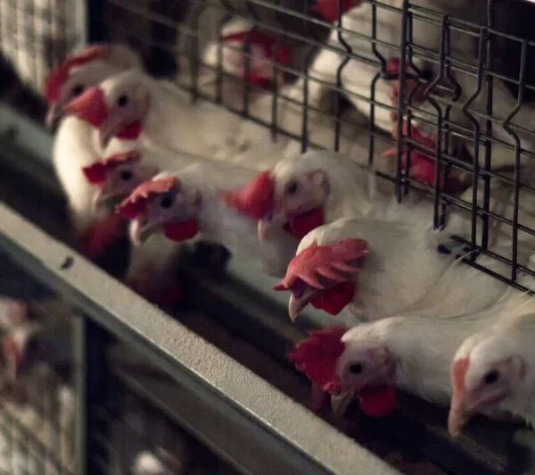 Reproducción de pollos y pollos de engorde, pollos de engorde se sientan detrás de las rejas en la choza, gallinero, fábrica — Foto de Stock