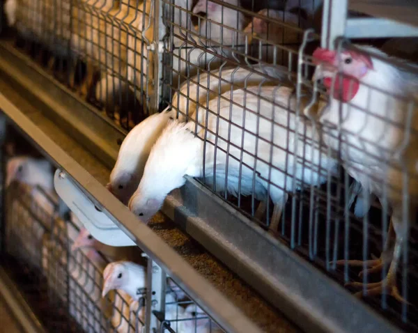 Reproducción de pollos y pollos de engorde, pollos de engorde se sientan detrás de las rejas en la choza, gallinero, springer — Foto de Stock