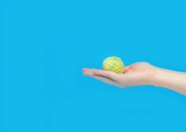 Küçük bir kafa lahana el, yakın çekim, mavi arka plan, doğru beslenme, vejetaryenlik, kopya alanı, avuç içinde yatıyor cole