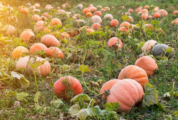 Campo grande con calabazas naranjas, cielo azul, tiempo de otoño, calabaza, calabaza — Foto de Stock