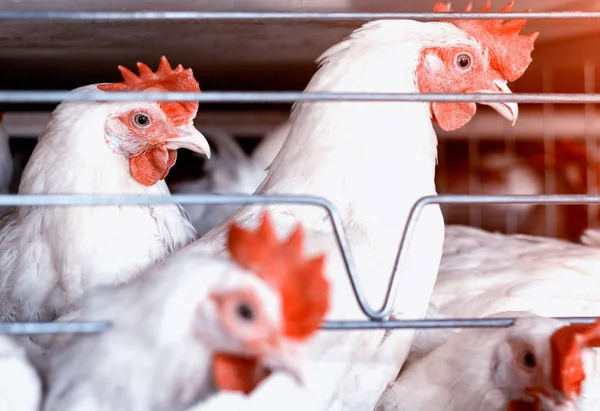 Pollos blancos se sientan detrás de las rejas en una granja de aves de corral, la producción de pollos de engorde, hennery, primer plano — Foto de Stock