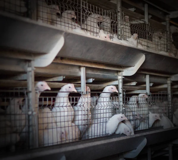 Reproducción de pollos y pollos de engorde, pollos de engorde se sientan detrás de las rejas en la choza, gallinero, moderno — Foto de Stock