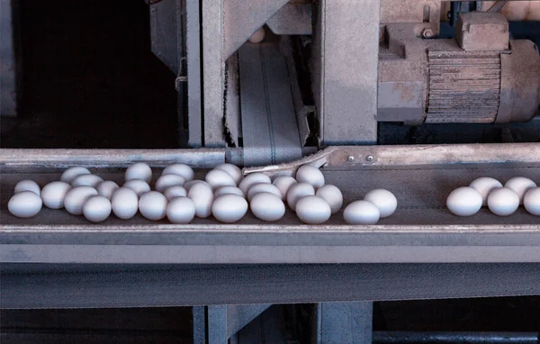 Uova di pollo si muovono sul trasportatore presso l'allevamento di pollame, la produzione di uova, agriturismo moderno — Foto Stock