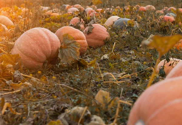 Campo grande con calabazas de color naranja dorado, tiempo de otoño, calabaza — Foto de Stock