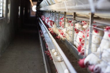 Modern kümes tavuk üretimi ve konveyör, kopya alanı, Tavukçuluk hareket yumurta üretimi için