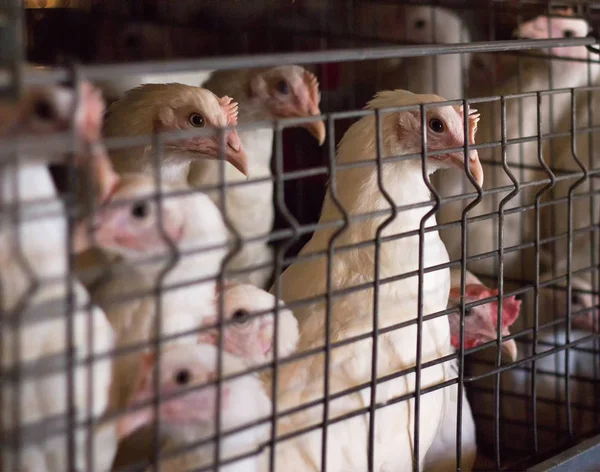 Pollos y gallos de engorde en crecimiento para carne, granja de pollos, primer plano, industria — Foto de Stock