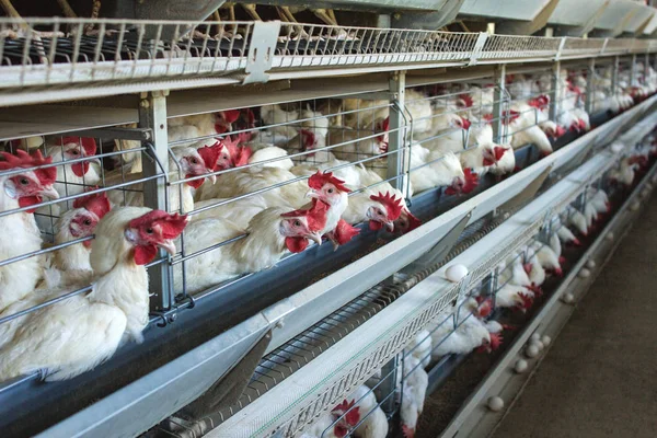 Fazenda de frango moderna para a criação de galinhas brancas e ovos, transportador multi-nível, interior, espaço de cópia — Fotografia de Stock