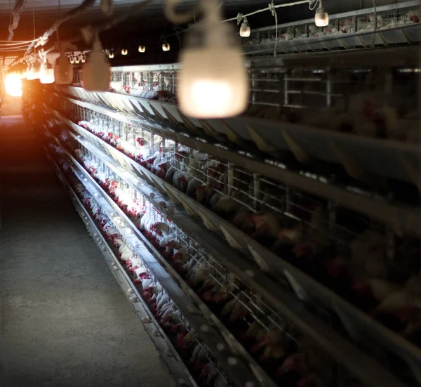 Pollo aves de corral cría de pollo y huevos en la ventana brilla la luz del atardecer del sol, espacio de copia, interior, industria — Foto de Stock