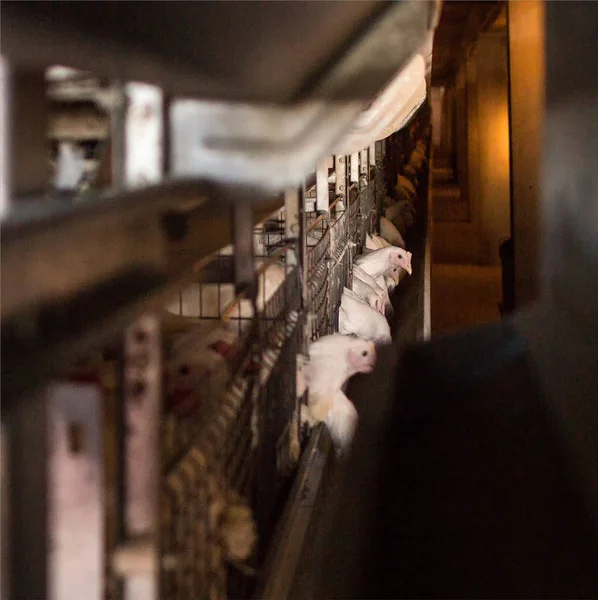Pollo de engorde moderno granja avícola, industria, agrícola — Foto de Stock