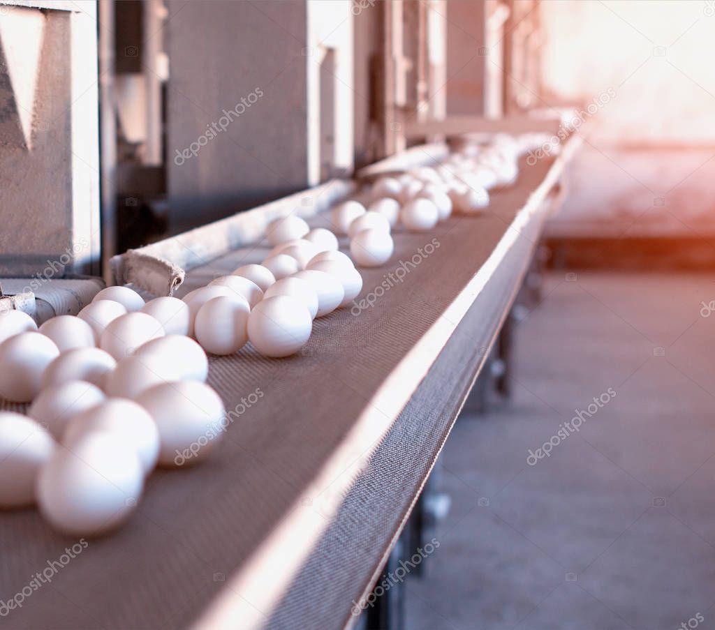 Multi-level conveyor belt with chicken eggs on a chicken farm, sun, transporter, copy space