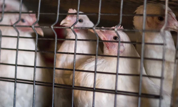Gallinas jóvenes para carne se sientan en jaulas en la granja de pollos, primer plano, animales, generación más joven — Foto de Stock